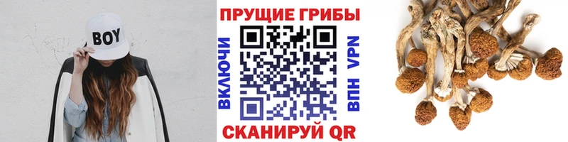 где можно купить наркотик Нариманов Псилоцибиновые грибы GOLDEN TEACHER